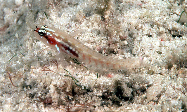 Eviota zebrina